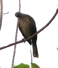 Philemon buceroides