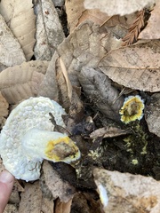 Hypomyces microspermus