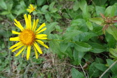 Pentanema salicinum