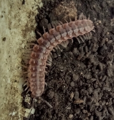 Pseudopolydesmus