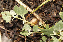 Atriplex prostrata
