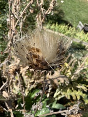 Cirsium scariosum