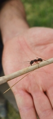 Camponotus rufipes