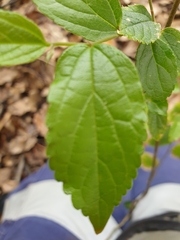 Celtis sinensis