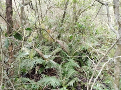 Blechnum brasiliense