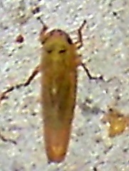 Macrosteles