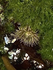 Anthopleura artemisia