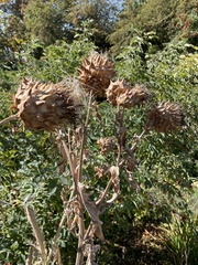 Cirsium scariosum