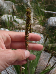Plantago macrocarpa