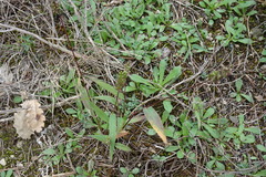 Setaria viridis