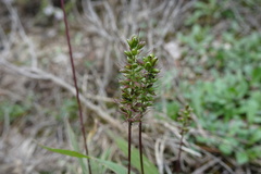Setaria viridis
