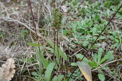 Setaria viridis