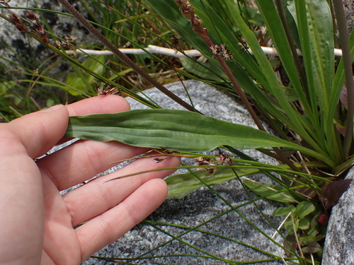 Image of Plantago macrocarpa by no rights reserved