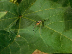 Zelus grassans