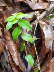 Callisia repens
