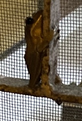 Polypedates maculatus