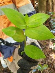 Tradescantia fluminensis