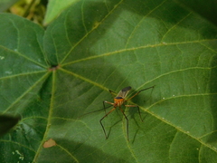 Zelus grassans