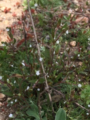 Plagiobothrys myosotoides