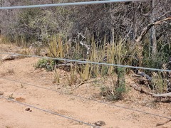 Sansevieria pearsonii