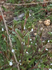 Plagiobothrys myosotoides