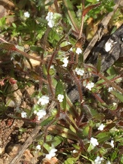 Plagiobothrys myosotoides