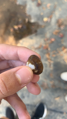 Corbicula fluminea