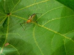Zelus grassans