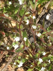 Plagiobothrys myosotoides