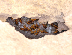 Polistes wattii