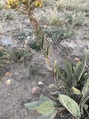Solidago rigida humilis