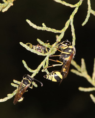 Eumenes jarkandensis