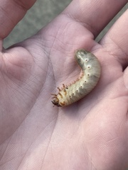 Xyloryctes jamaicensis