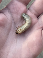 Xyloryctes jamaicensis