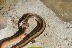 Coniophanes imperialis