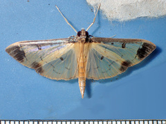 Eulepte concordalis