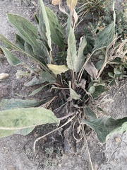 Solidago rigida humilis