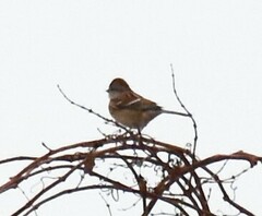 Spizelloides arborea