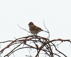 Spizelloides arborea