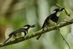 Notharchus pectoralis