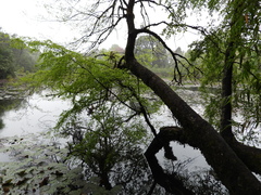 Nothofagus obliqua