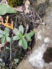 Pilosella officinarum