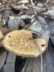 Polyporus