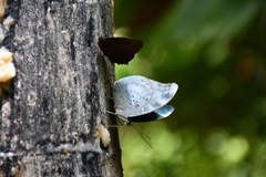 Dophla evelina