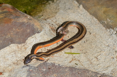 Coniophanes imperialis