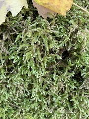 Eurhynchium angustirete