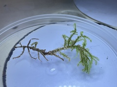 Eurhynchium angustirete