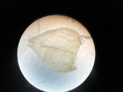 Eurhynchium angustirete