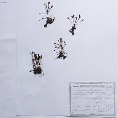 Drosera × obovata
