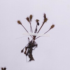 Drosera × obovata